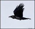 _7SB6152 common raven